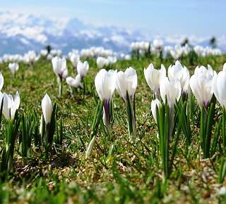 Spring in Lucerne